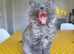 Stunning Maine Coon Kittens &ndash; 3 Males
