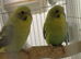 Baby black wing budgies