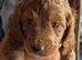 Cockapoo puppies for sale