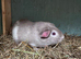 Retired sows