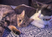 Sweet 5-Year-Old White & Grey Cat Looking for a Loving Home