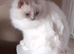 Gorgeous Lilac Birman girl