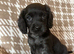F1 Health Tested Cavapoos Reds/blacks/blue merles