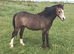 Yearling Section A filly