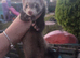 Ferret kits hobs and Jill's available