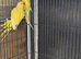 Yellow ringneck pair