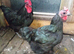 Pair of Austrolop Bantam
