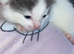 Male kitten