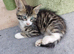 Bengal Main coon cross boy
