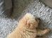 5 beautiful puppies looking for a loving forever home