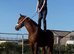 Cleaveland bay/ Welsh for sale