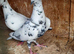 Grizzle racing pigeons for sale