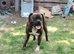 Bull mastiff boy 2yrs old