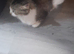 Kitten for sale
