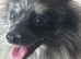 Beautiful 4-Year-Old Female Pomeranian