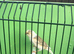Canaries