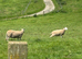 Shetland X Lleyn ewes