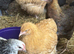 Pure Breed large fowl female chickens
