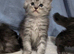 Maine coon kittens, ready soon