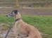 Stunning litter of very well bred lurchers!
