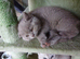 Beautiful British Shorthaired lilac female kitten
