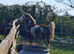 Registered Skewbald Welsh Part-bred