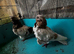 Mixed pigeons for sale