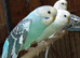 Baby budgies for sale