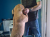 American pocket bully