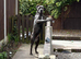 15 months female cane corso for sale &pound;300