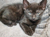 Beautiful Siamese-Type Kittens – 5 Available