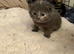 4 British Shorthair kittens
