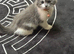4 Beautiful Scottish Fold Kittens