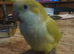 Beautiful super friendly Quaker parrot chicks