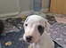 Heart and Health Tested White and blue parti coloured Whippet Pups.