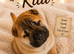 Shar pei bear coat puppy’s for sale