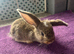 7 week old Lops