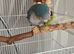 Looking for a new home for our Quaker Parrot Echo