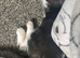 Tabby male kitten for sale