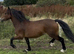 3 year old Welsh D