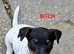 Small strain Jack Russells
