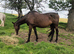 Sport horse broodmare. Reg sport horse