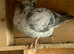 Qualmond racing pigeon RPRA ring