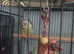 Pine apple conure