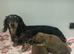 Long Hair Miniature Dachshund