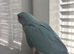 Hand tame baby ringneck
