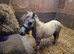 Palmino colt