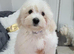 READY TO LEAVE NOW – Beautiful Maltese Puppies Looking for Their Forever Homes!