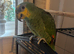Amazon orange winged parrot
