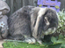 Blue Fox french lop buck